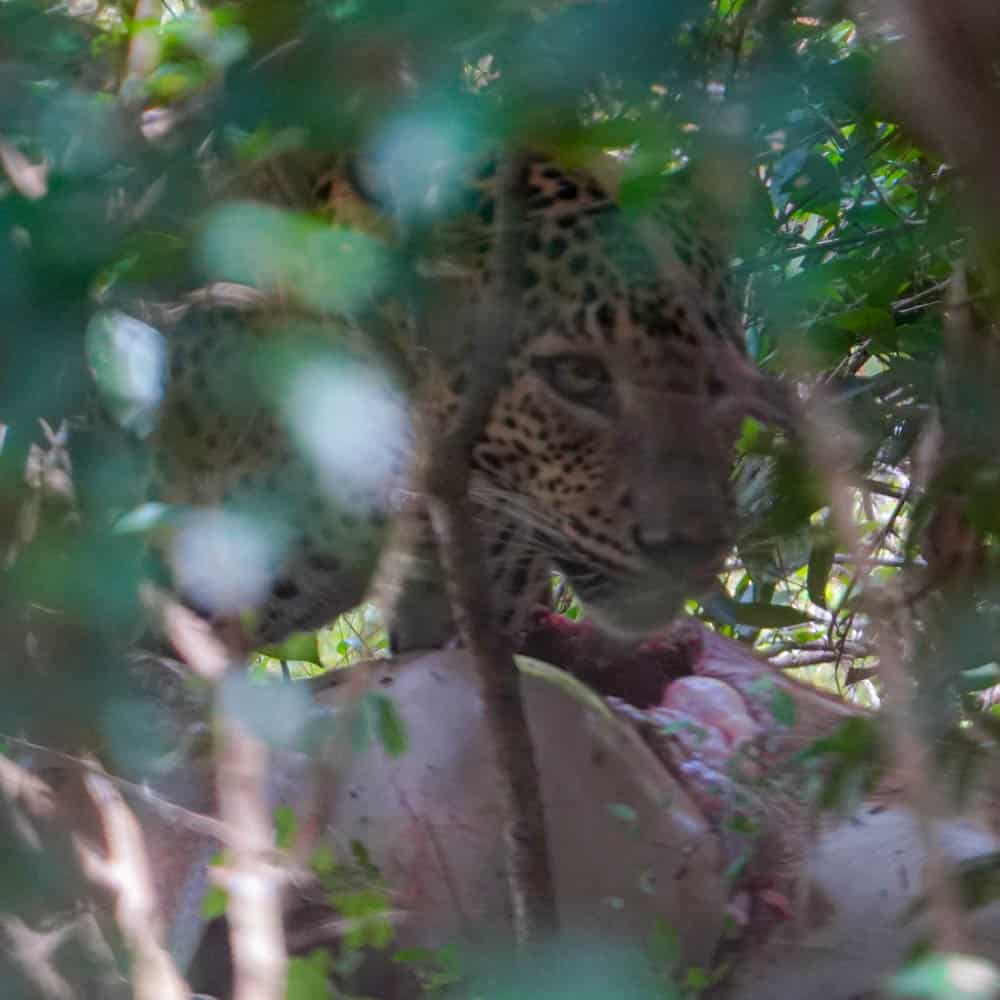 Leopard eating spotted deer Sri Lanka