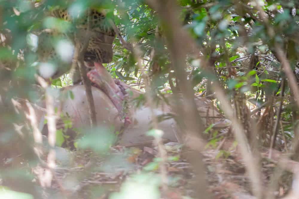 Sri Lanka leopard