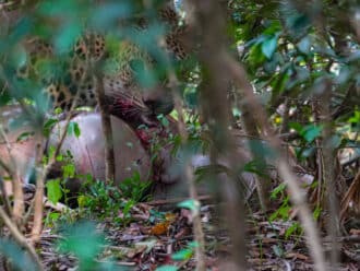 Sri Lanka leopard eating spotted deer