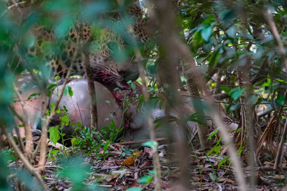 Sri Lanka leopard eating spotted deer