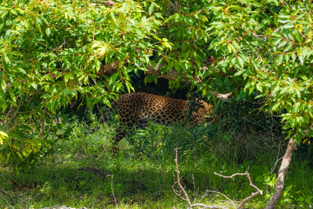 Wilpattu National park leopards