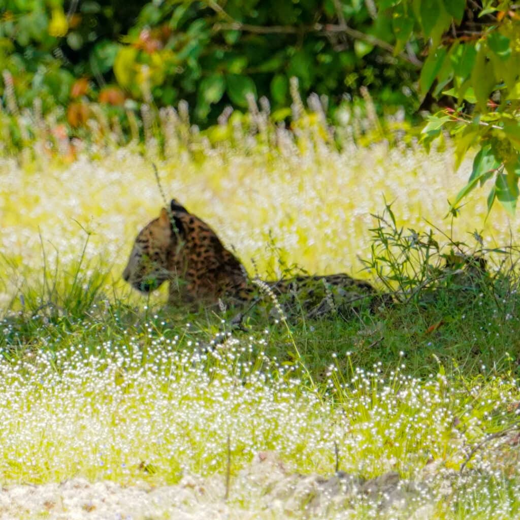 Sri Lanka leopard Wilpattu