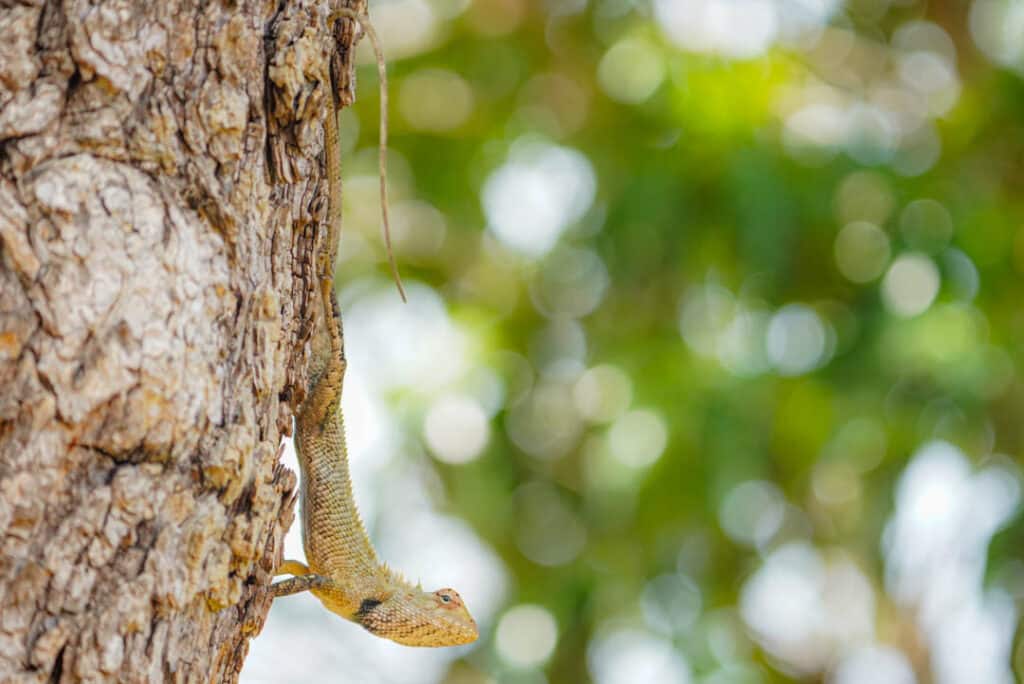 Sri Lanka lizard