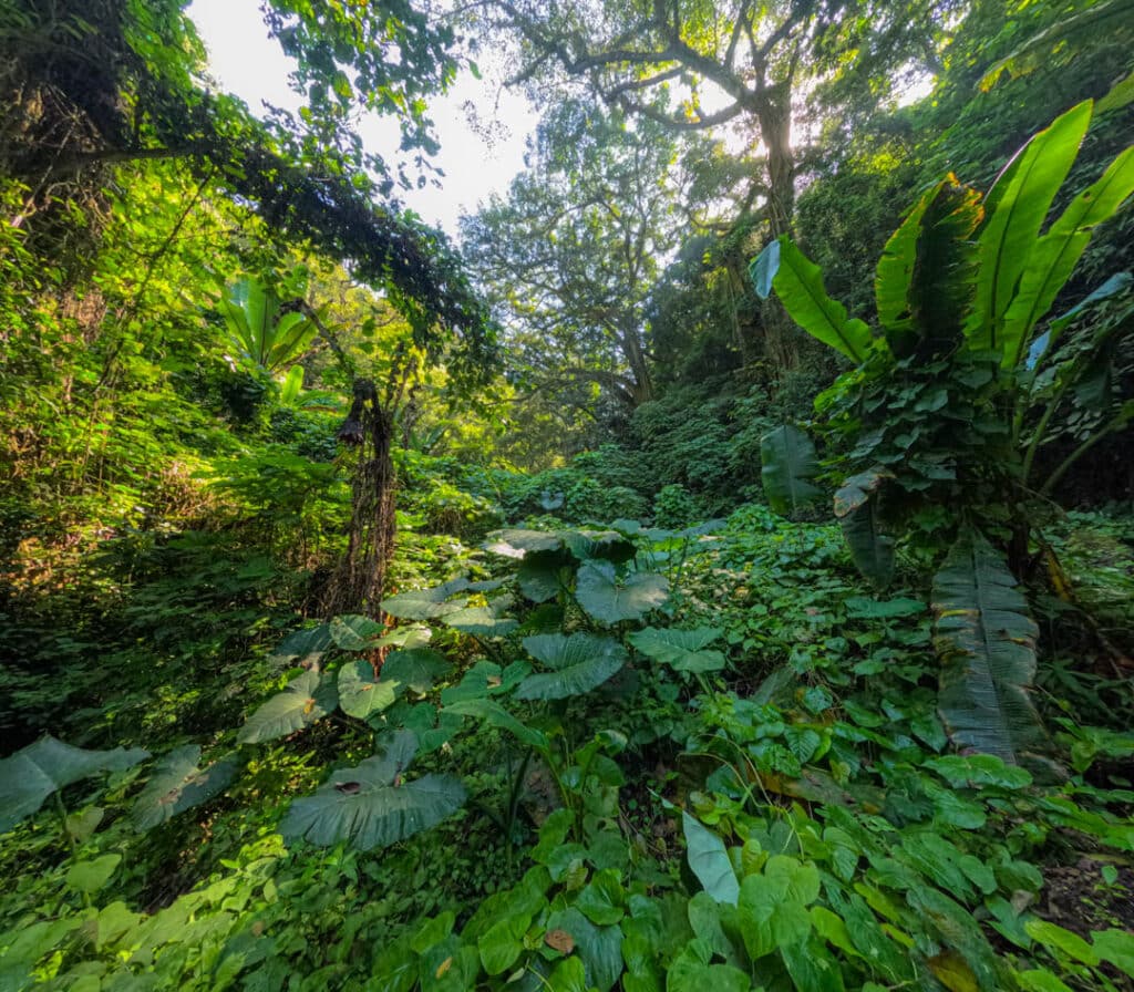 Tropical vegetation Guatemala