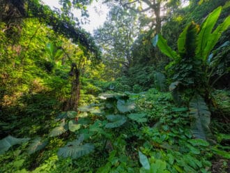 Tropical vegetation Guatemala