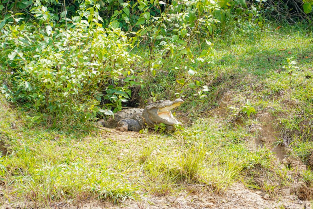 Mugger crocodile