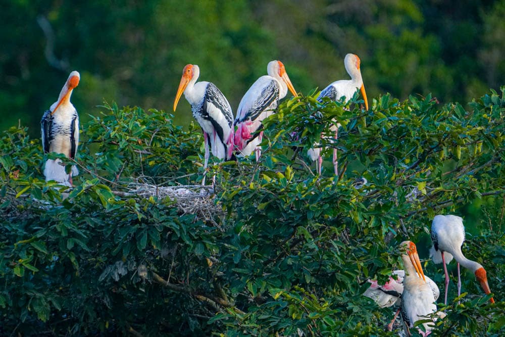 Nesting painted storks