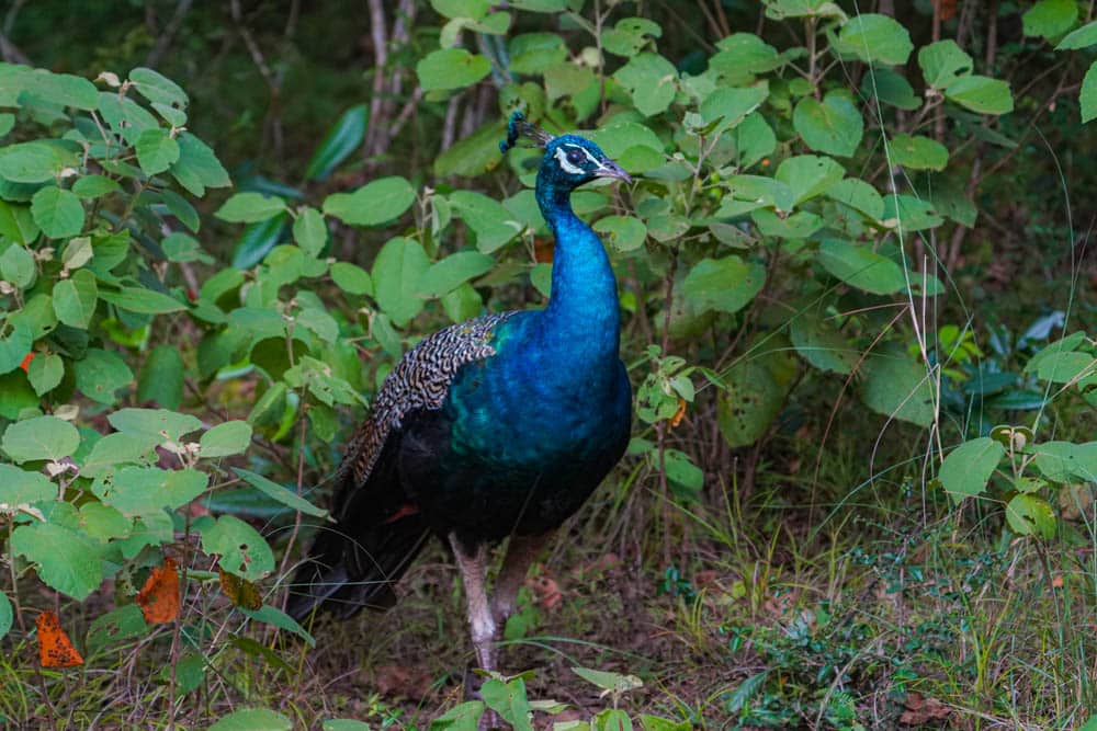 Sri Lanka peacock