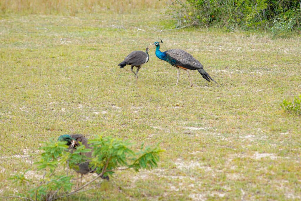 Indian peafowl