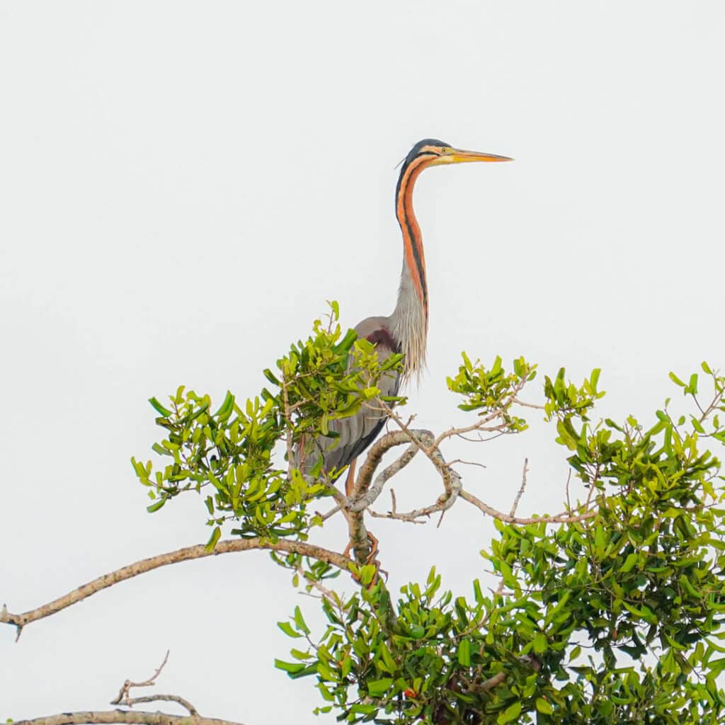 Wilpattu National Park Sri Lanka