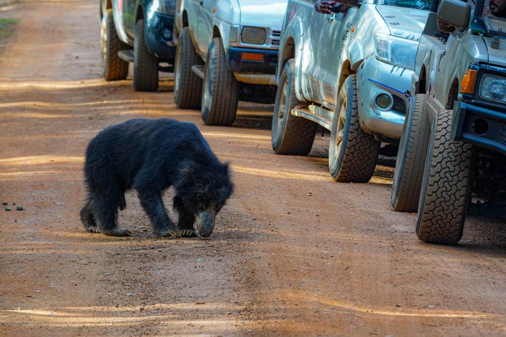 Sloth bear paparazzi