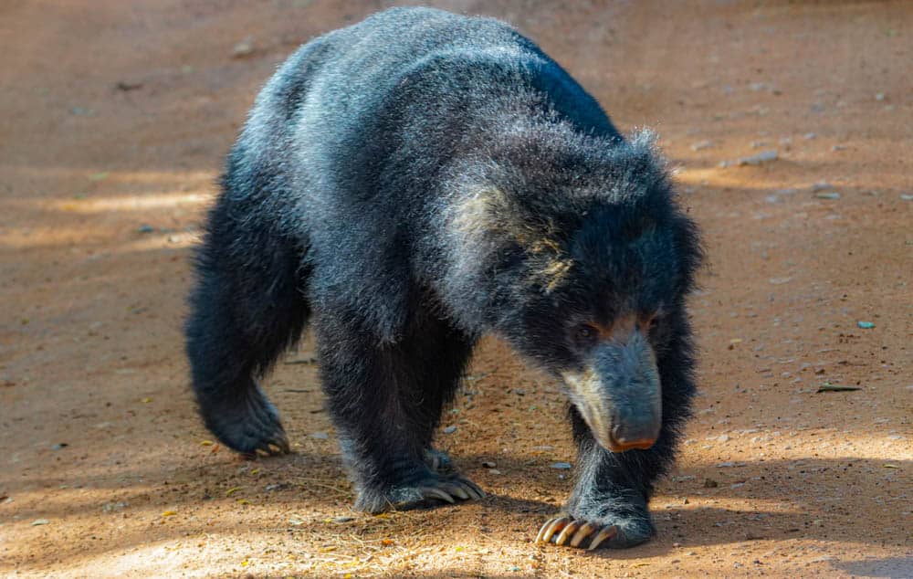 Sri Lankan sloth bear