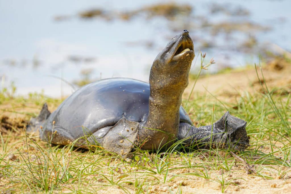 Flapshell turtle