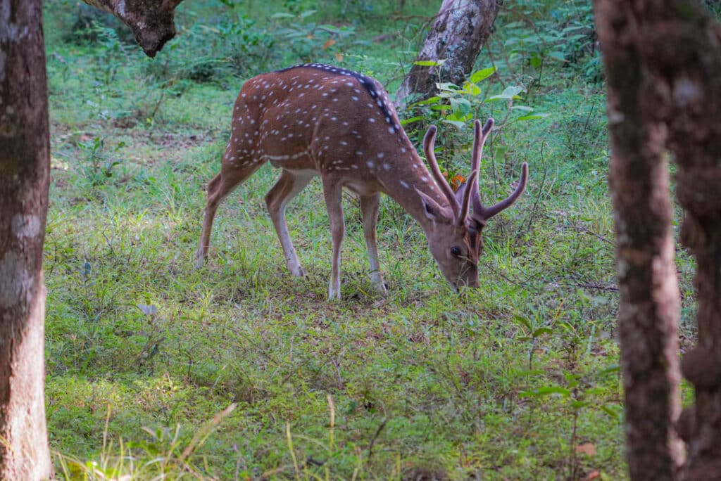 Spotted deer Asia