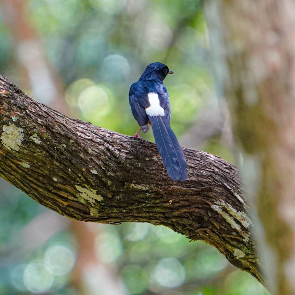 Sri Lanka birding