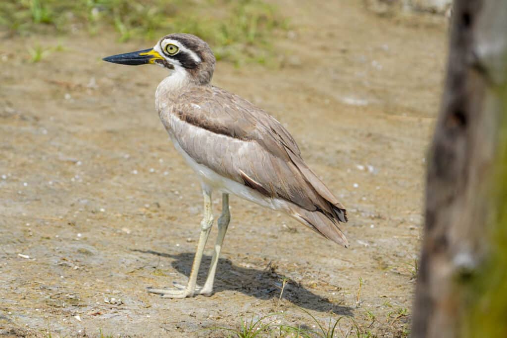 Greater thick-knee