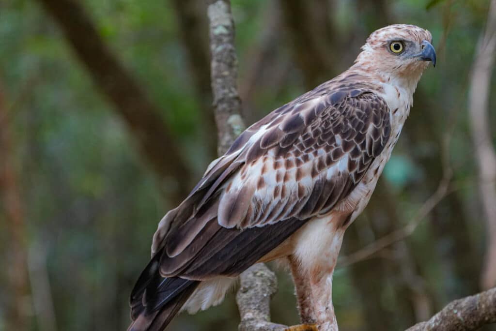 Changeable-hawk eagle