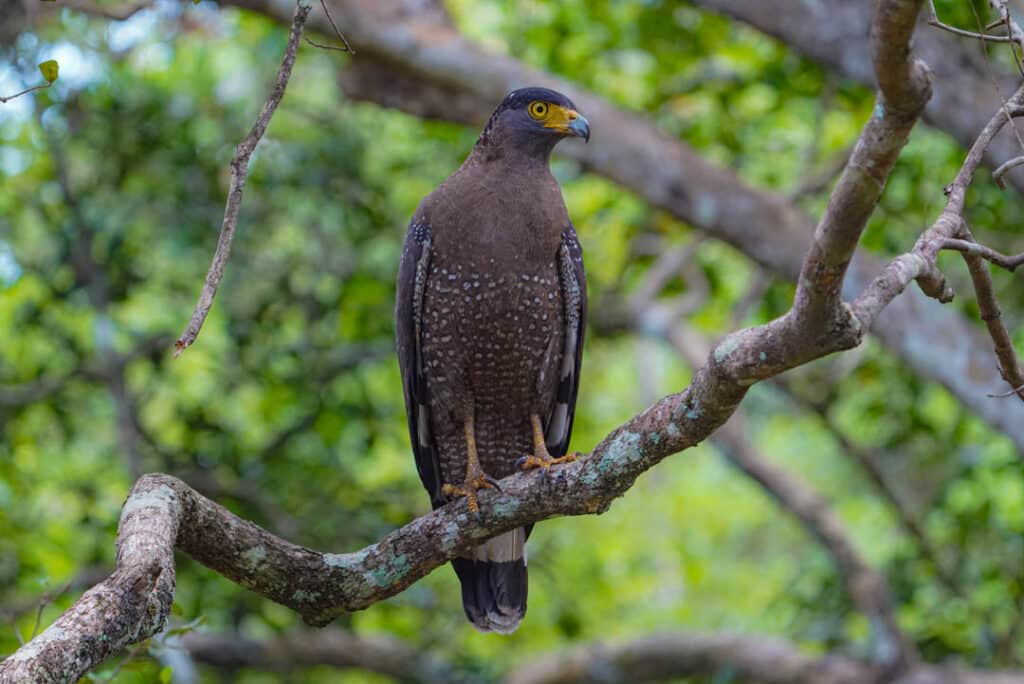 Crested-serpent eagle