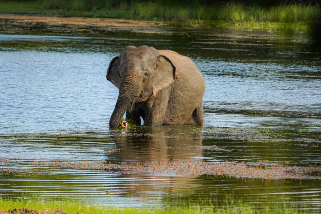 Elephant wading