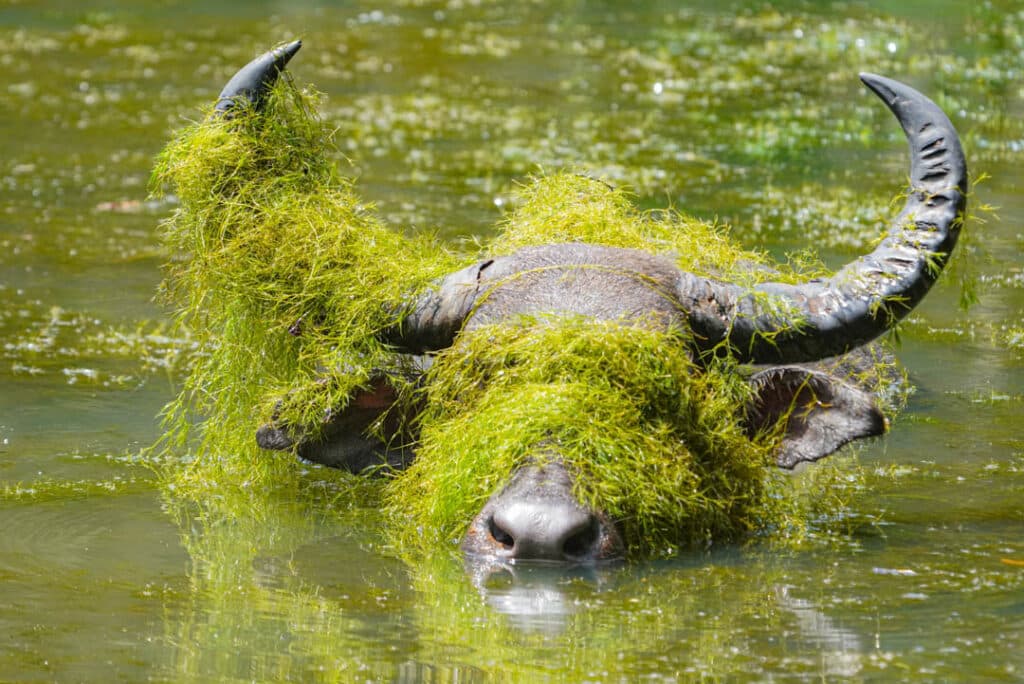 Water buffalo