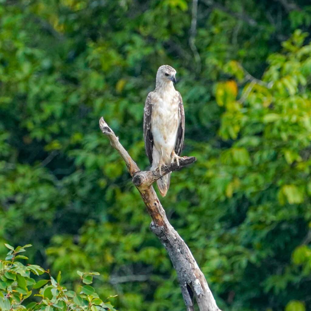 Wilpattu National Park Sri Lanka white-bellied sea eagle