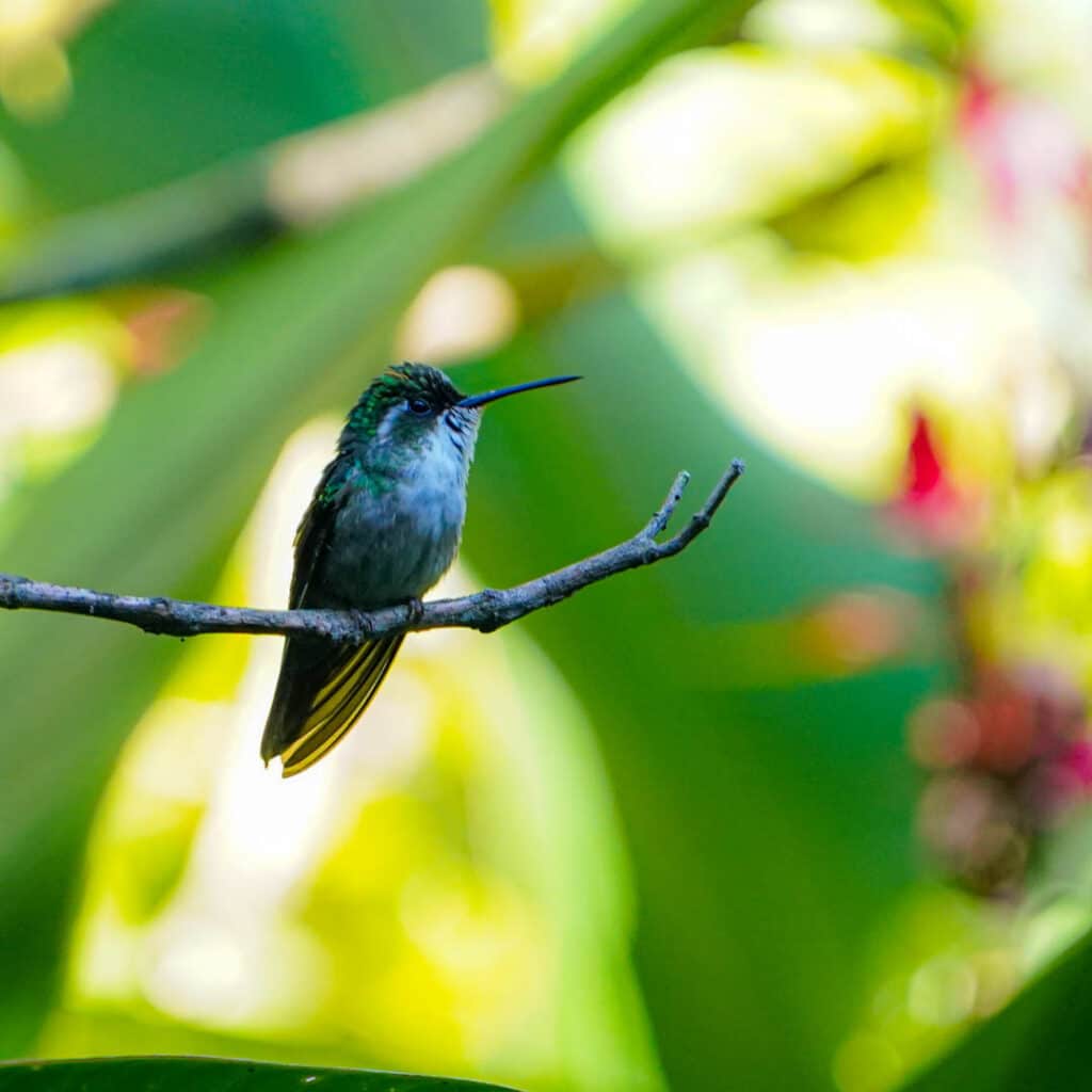 Finca El Pilar hummingbirds