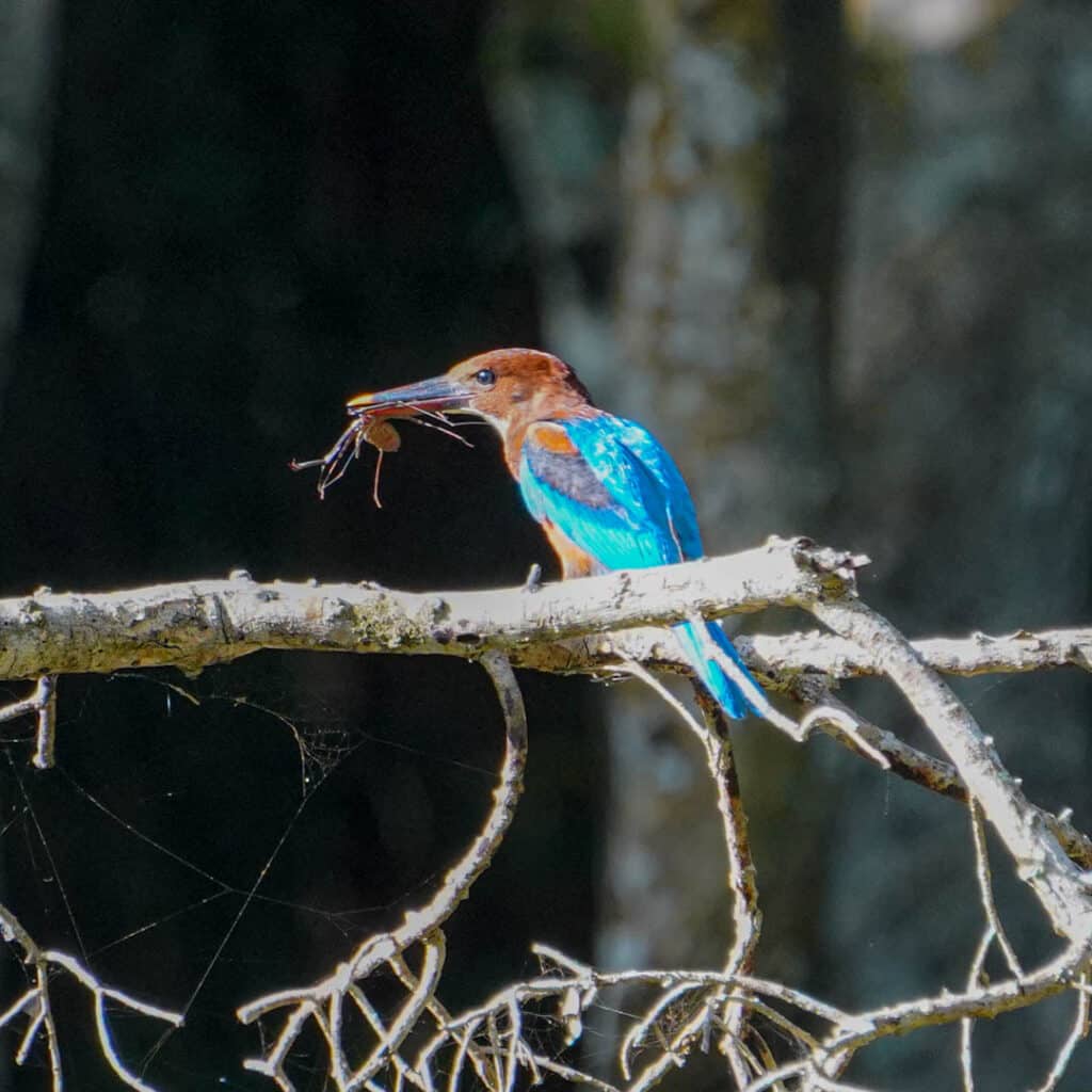 Wilpattu National Park Sri Lanka kingfisher