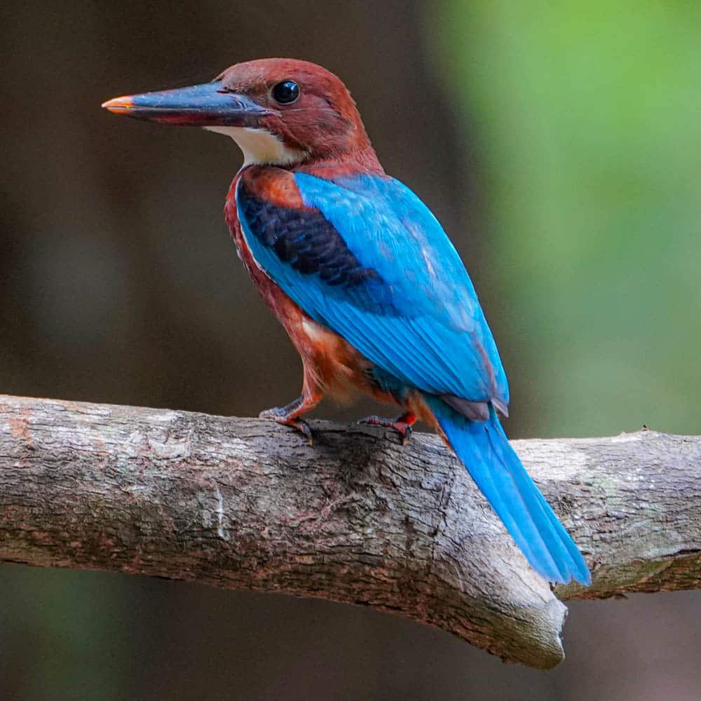 White-throated kingfisher