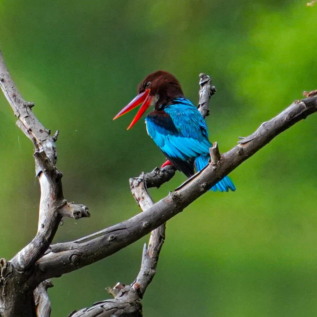 White-throated kingfisher