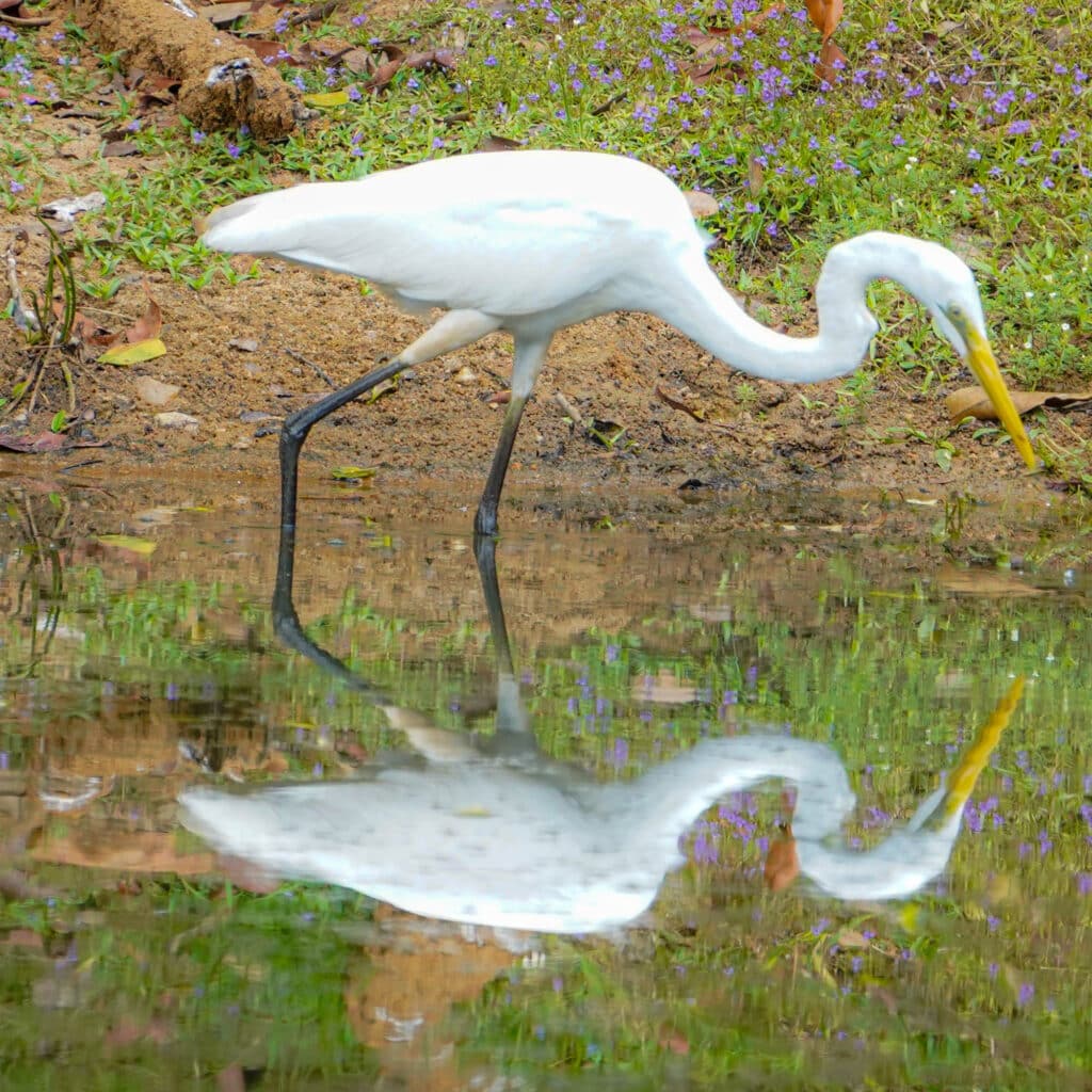 Sri Lanka great egret