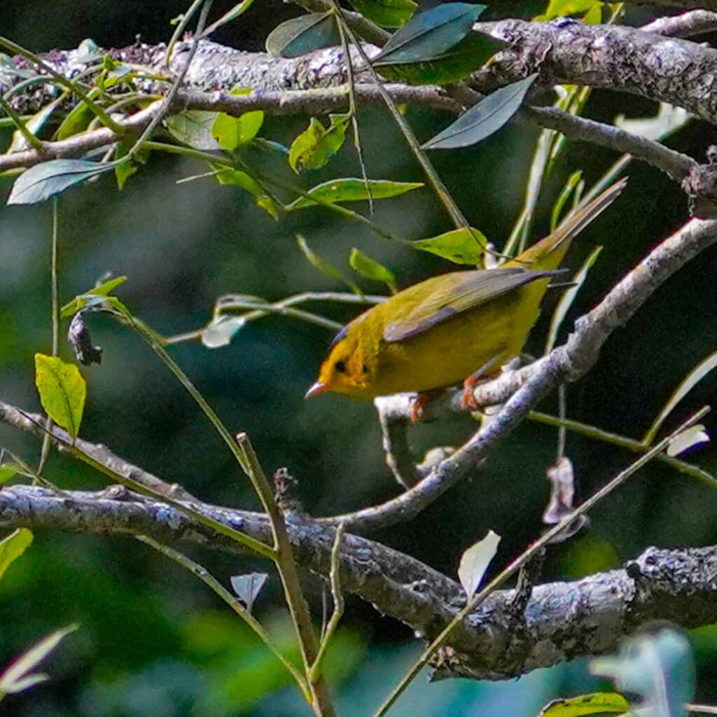 Wilson's warbler Guatemala