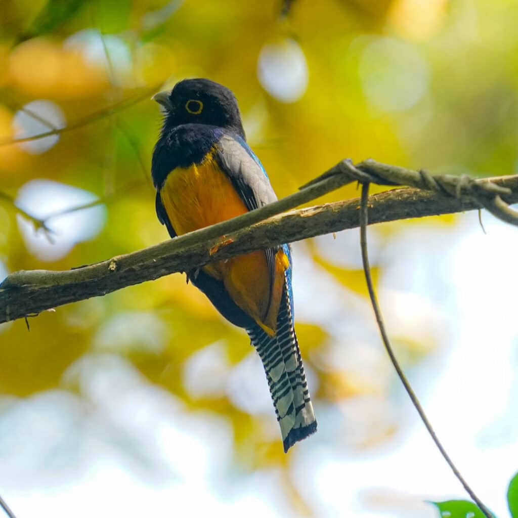 Metropolitan Natural Park Panama City gartered trogon