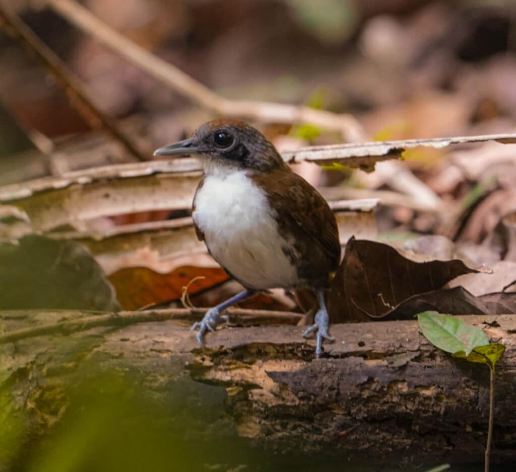 Bicolored antbird