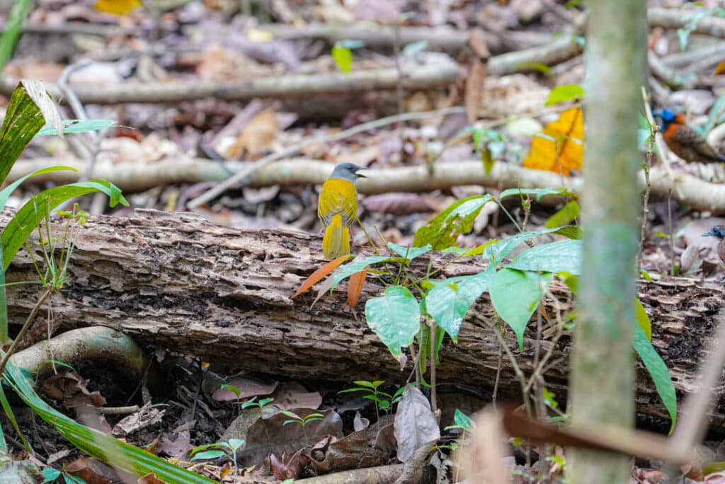 Gray-headed tanager army ant swarm