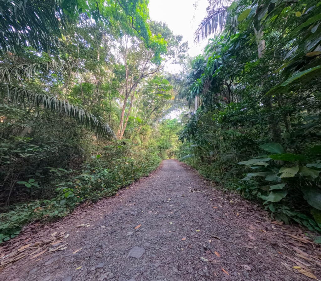 Pipeline Road Gamboa Panama