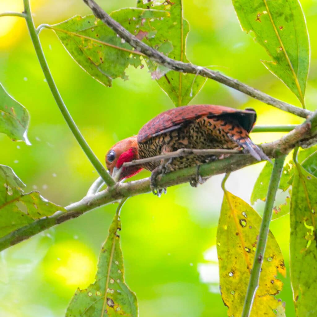 Cinnamon woodpecker Pipeline Road