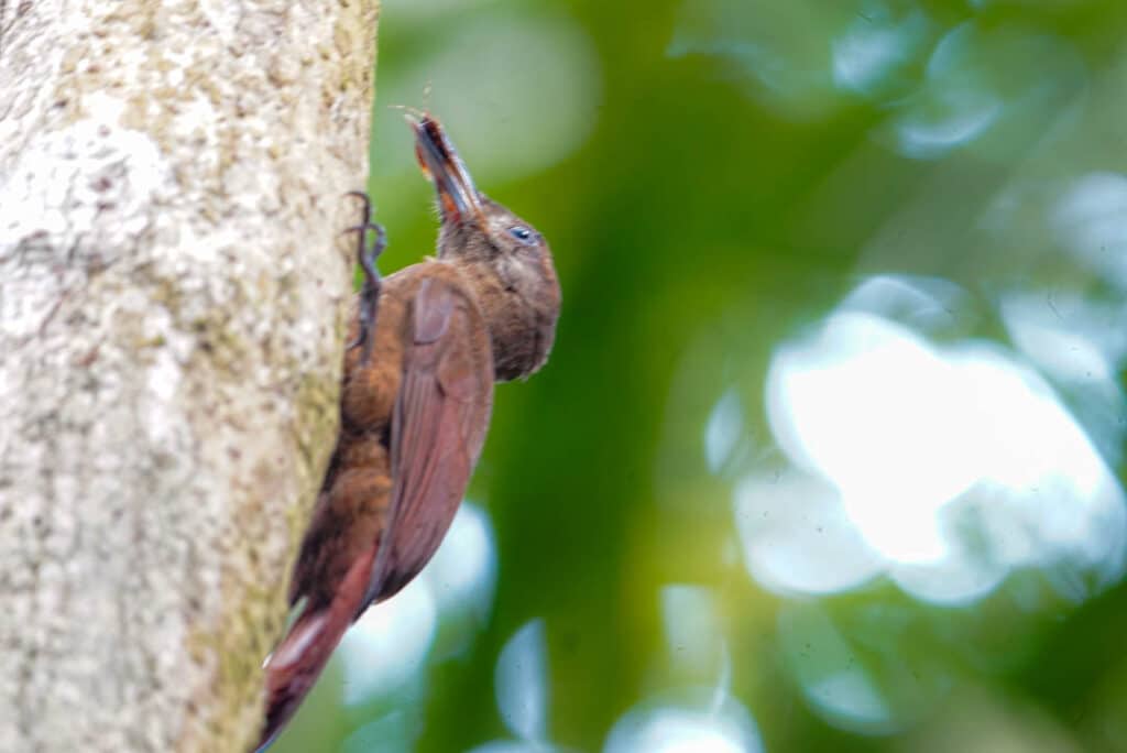 Barred woodcreeper