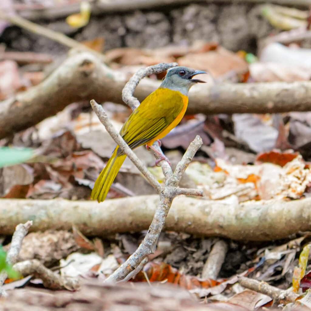 Gray-headed tanager Panama