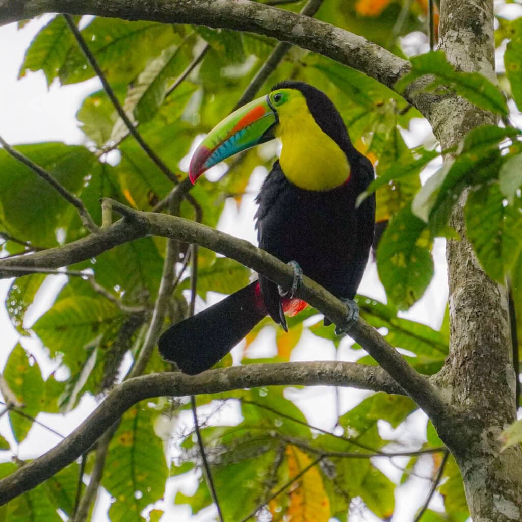 Keel-billed toucan - Pipeline Road