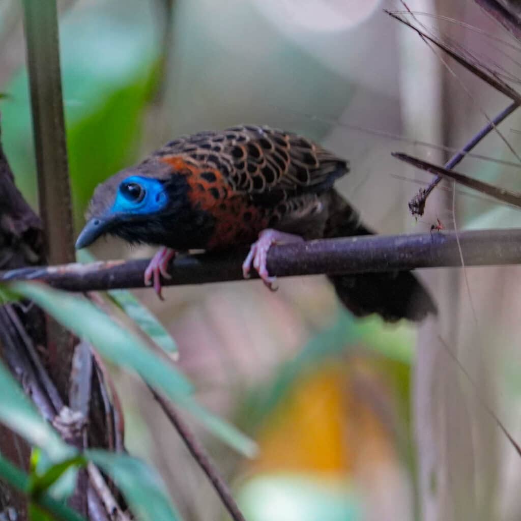 Ocellated antbird Panama