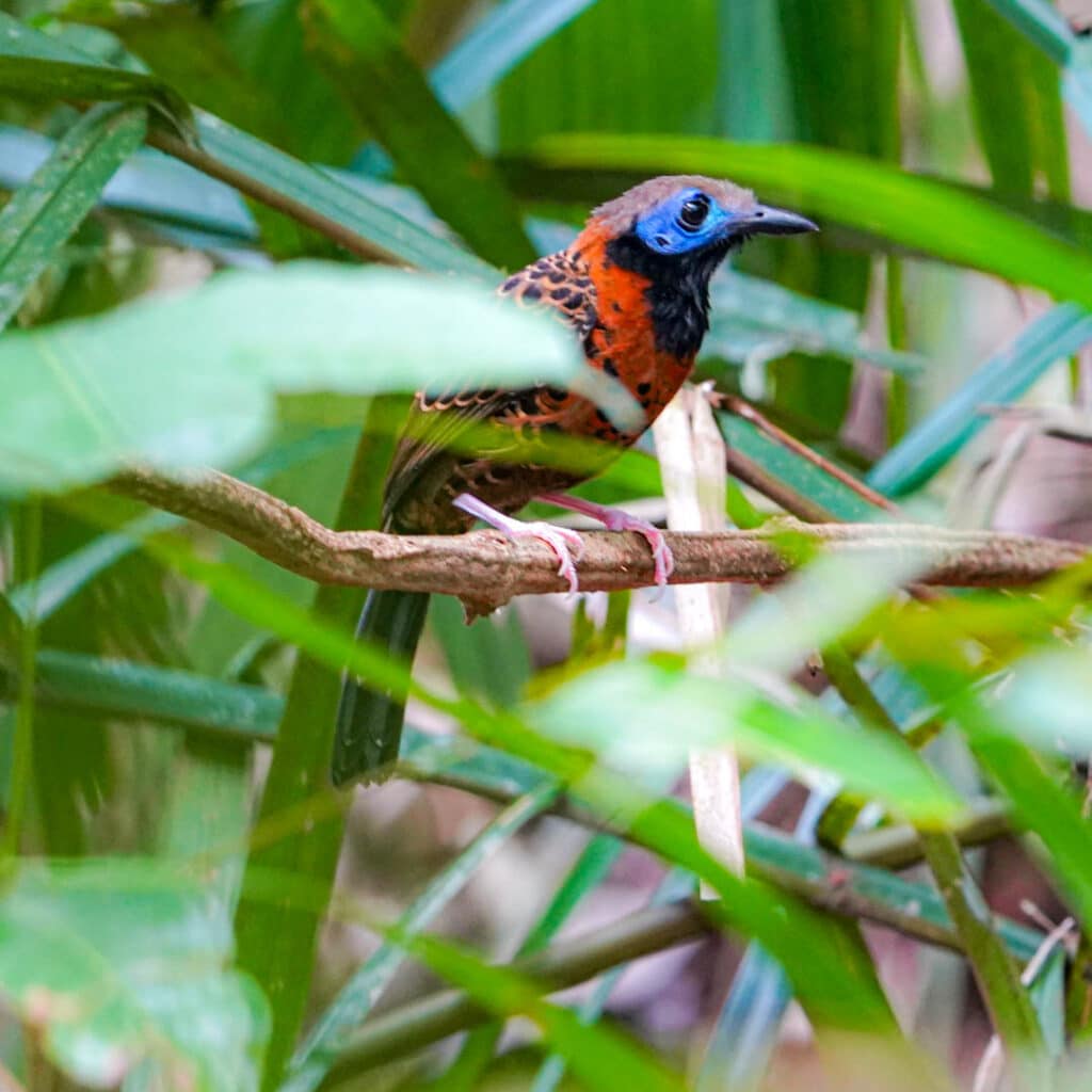 Pipeline Road birding
