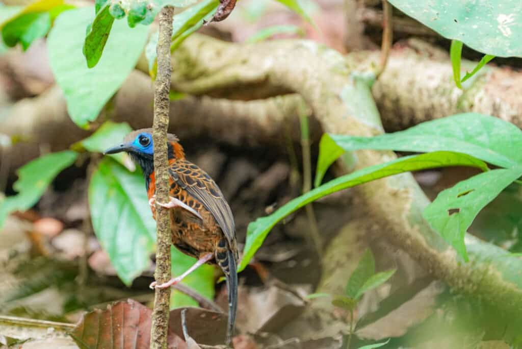 Ocellated antbird army ant swarm