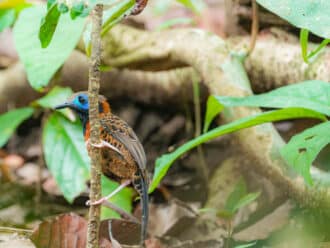 Ocellated antbird army ant swarm