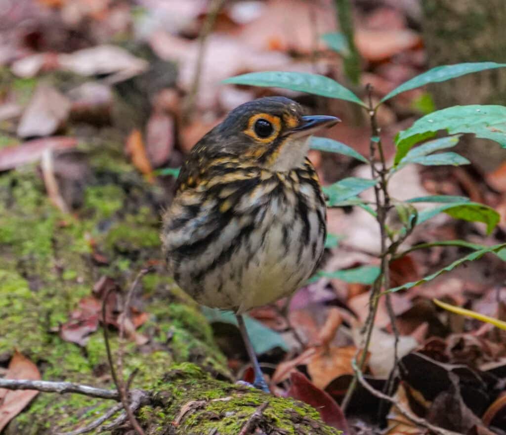 Streak-chested antpitta army ant swarm