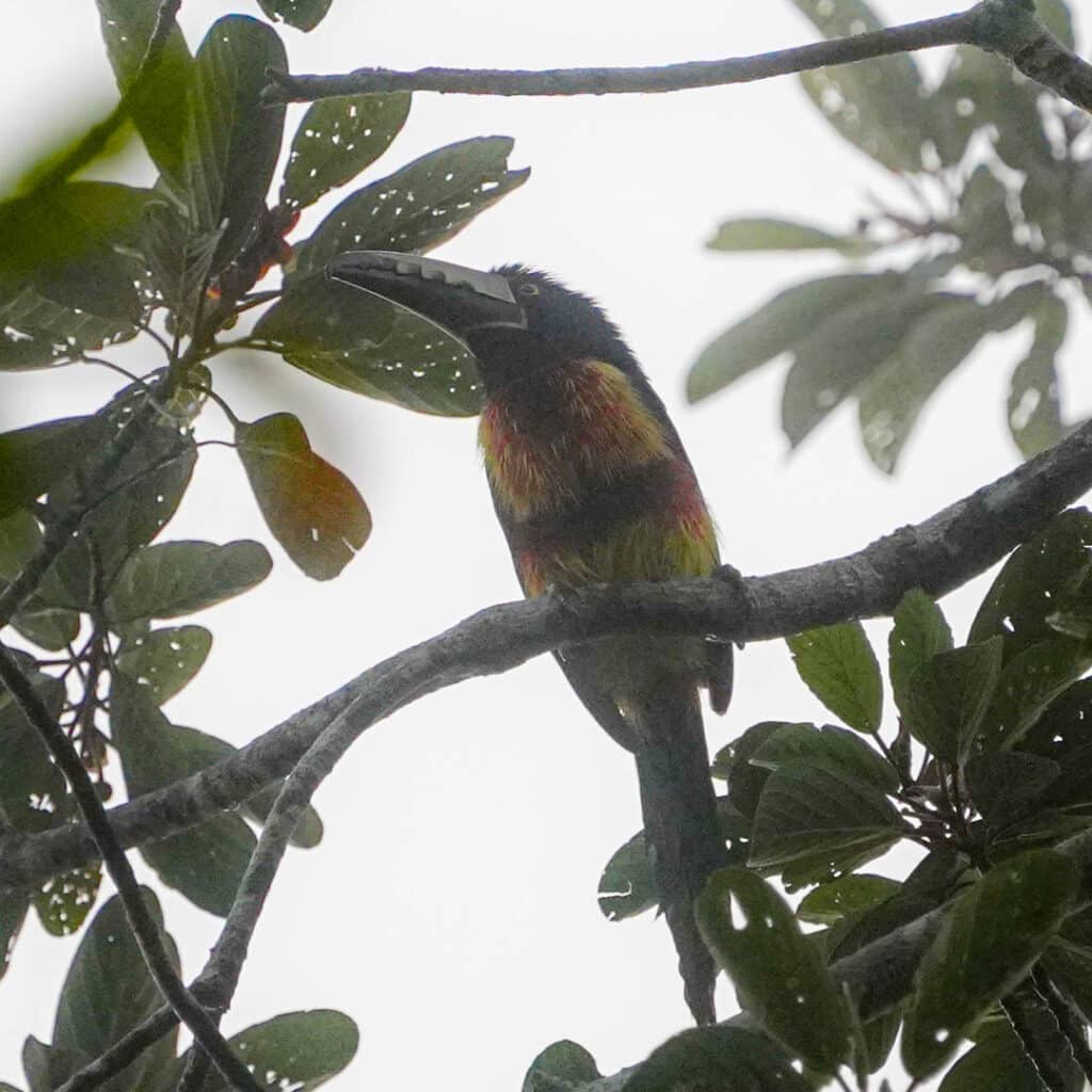 Tikal collared aracari