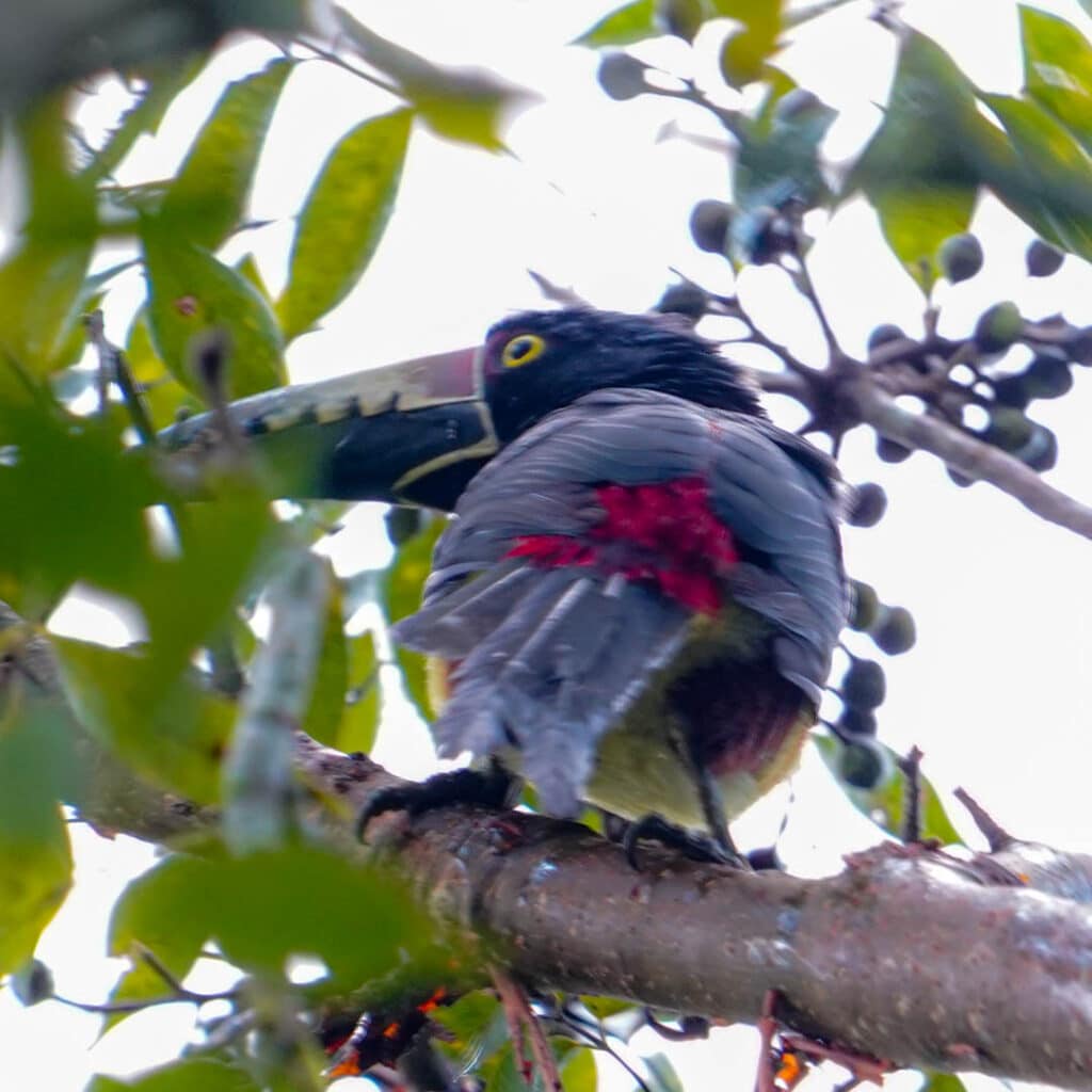Collared aracari Jungle Lodge