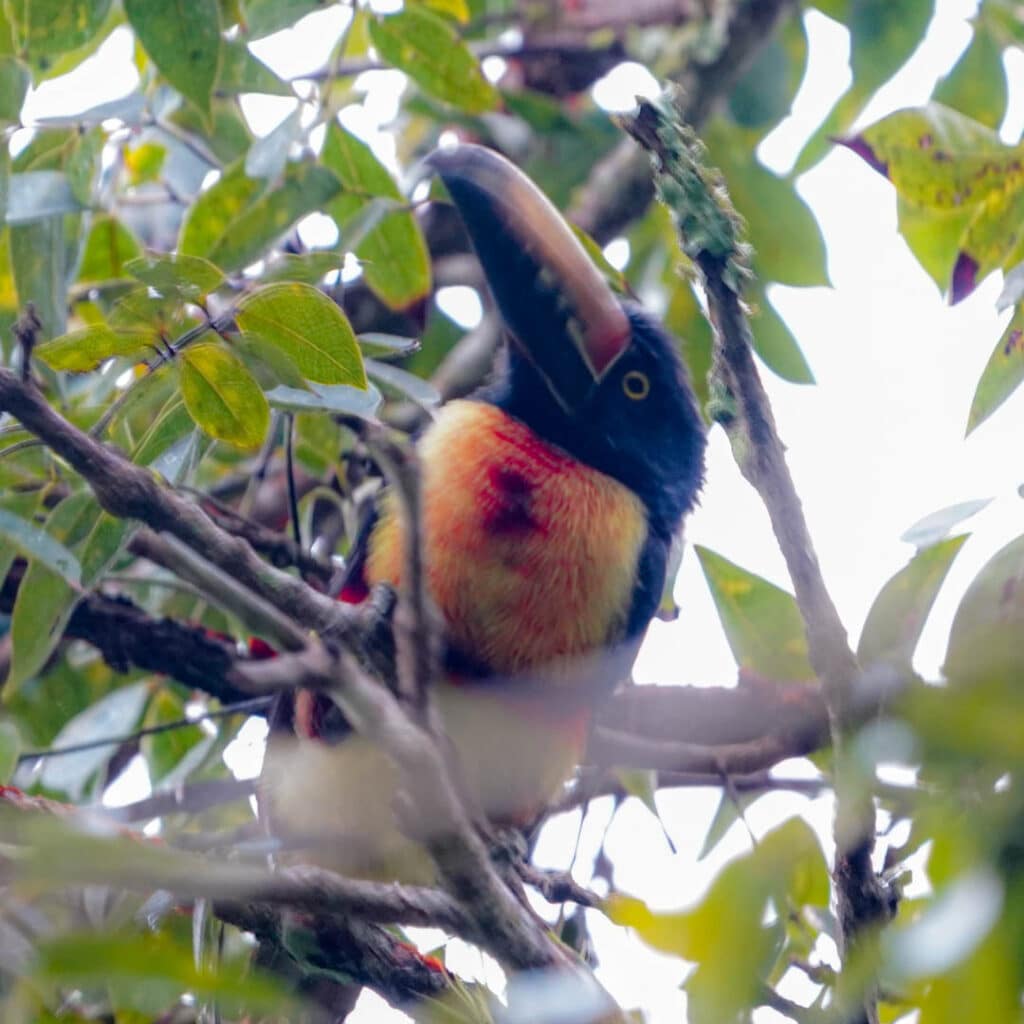 Collared aracari Guatemala