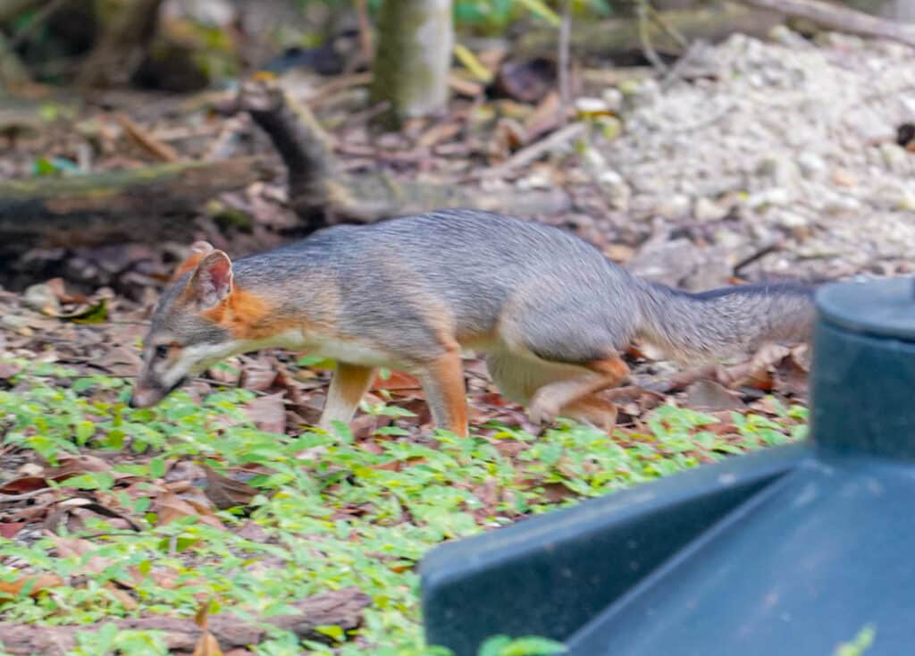 Tikal National Park Guatemala foxes