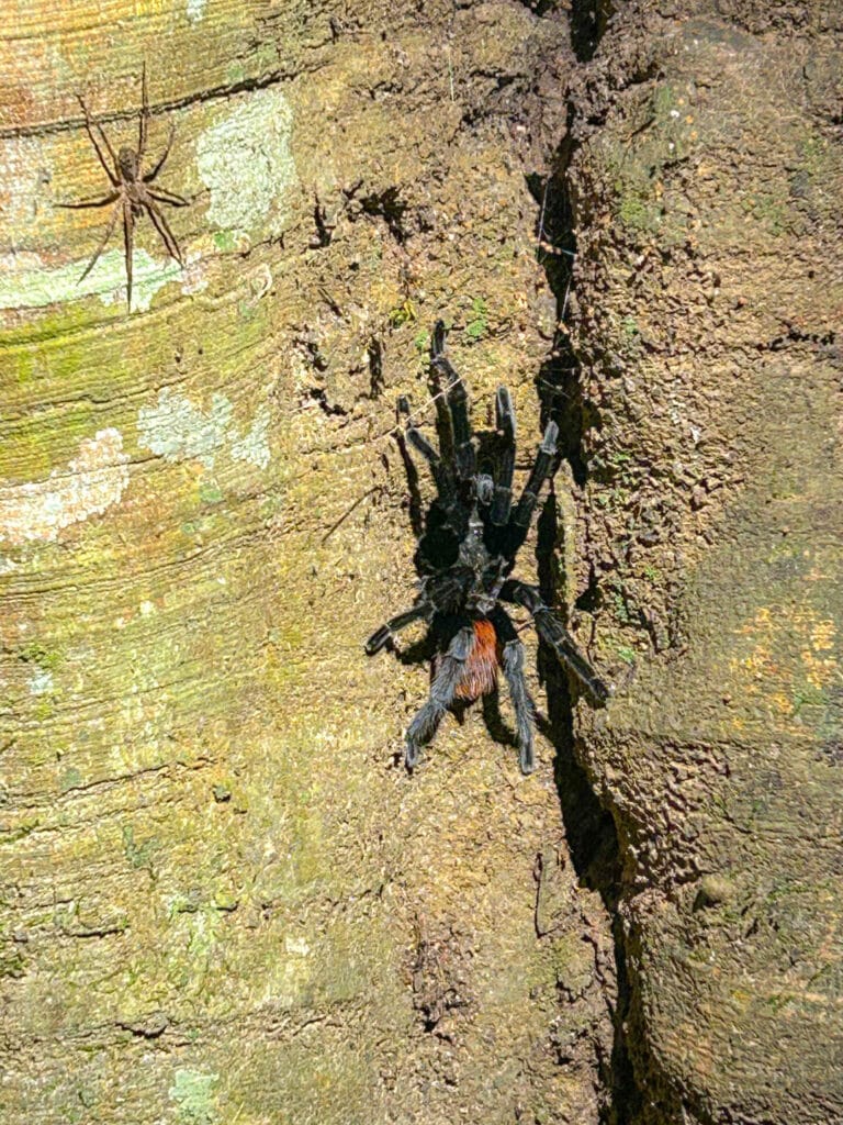 Horse tarantula