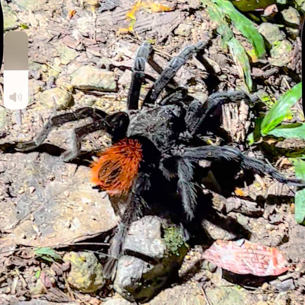 Central America tarantula